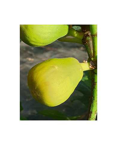 Bio Feige Steckholz Karachi Green (**)