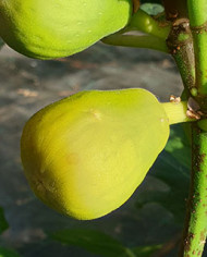 Bio Feige Steckholz Karachi Green (**) Bio Feige Steckholz Karachi Green (**)