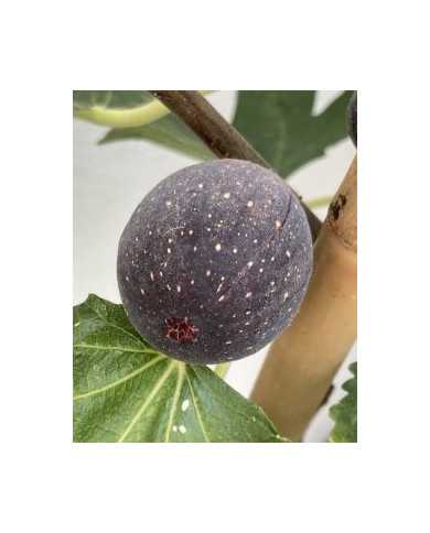 Bio Feige Steckholz Little Miss Figgy