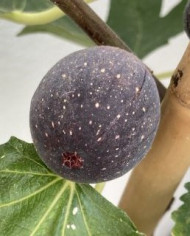 Bio Feige Steckholz King (*) Bio Feige Steckholz King (*)