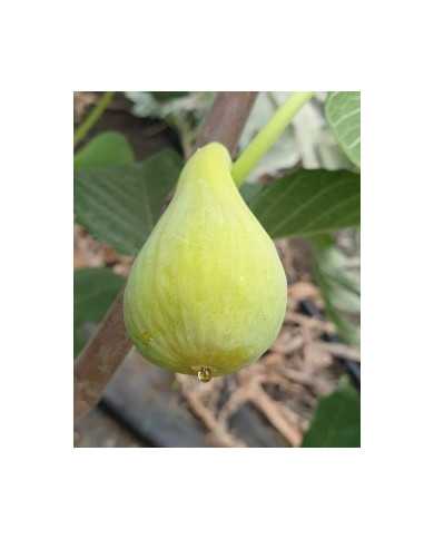 Bio Feige Steckholz LSU Hollier (**)