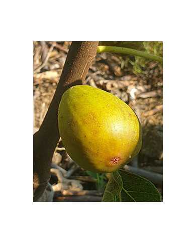 Bio Feige Steckholz Melanzana (*)