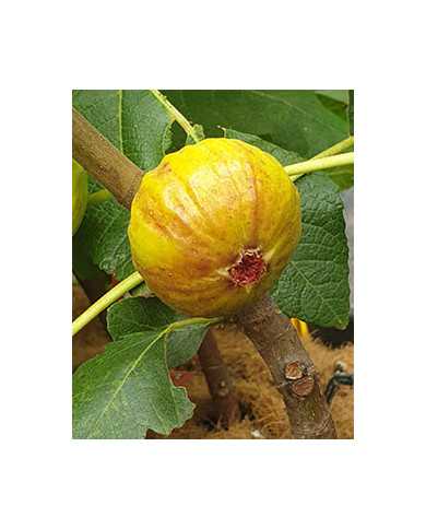 Bio Feige Steckholz San Mango (**)