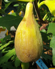 Bio Feige Steckholz Taurusfeige (*) Bio Feige Steckholz Taurusfeige (*)