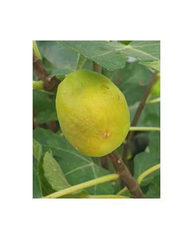 Bio Feige Steckholz Termenjaca (**)