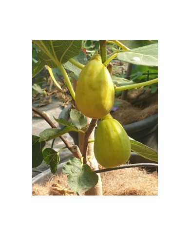 Bio Feige Steckholz Termenjaca (**)