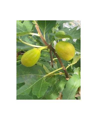 Bio Feige Steckholz Termenjaca (**) Bio Feige Steckholz Termenjaca (**)