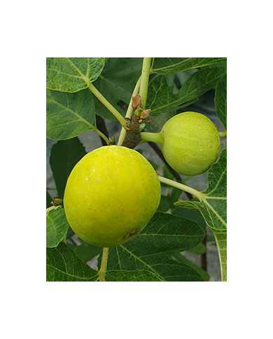 Bio Feige Steckholz UCR K-6-5 (*)