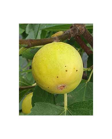 Bio Feige Steckholz UCR K-7-11 (*)