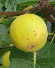 Bio Feige Steckholz UCR K-6-5 (*) Bio Feige Steckholz UCR K-6-5 (*)