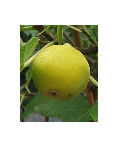 Bio Feige Steckholz UCR K-7-11 (*)