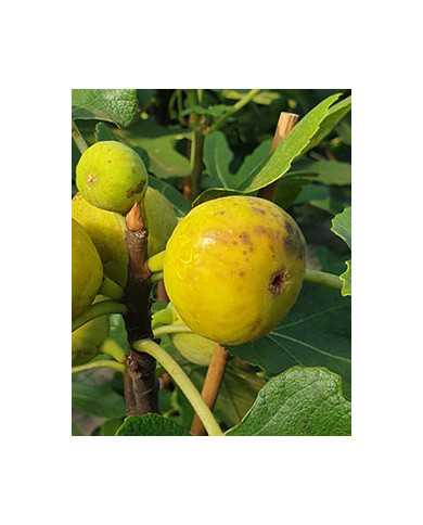 Bio Feige Steckholz Vörcsök (Akos) (*) Bio Feige Steckholz Vörcsök (Akos) (*)