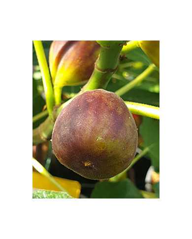 Bio Feige Steckholz Vörcsök (Akos) (*)