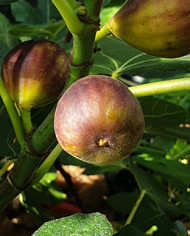 Bio Feige Steckholz Vörcsök (Akos) (*) Bio Feige Steckholz Vörcsök (Akos) (*)