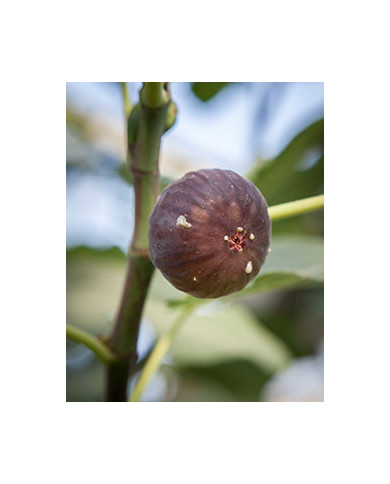 biofeigenbaum-takomaviolet biofeigenbaum-takomaviolet