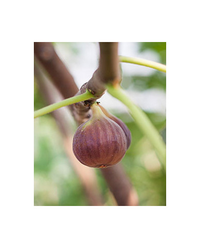 Bio Feigenbaum - Takoma Violet (*) Bio Feigenbaum - Takoma Violet (*)