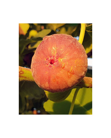 Bio Feigenbaum - Takoma Violet (*) Bio Feigenbaum - Takoma Violet (*)