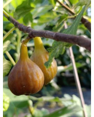 biofeigenbaummariabild biofeigenbaummariabild