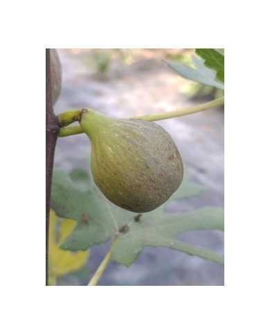 Bio Feigenbaum Roxana (*)