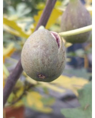Bio Feigenbaum Roxana (*) Bio Feigenbaum Roxana (*)