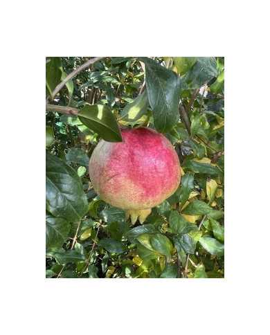 biogranatapfelermioni