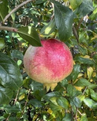 biogranatapfelermioni