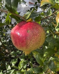 Bio Granatapfel Ermioni