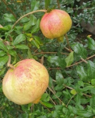 Bio Granatapfel Ermioni