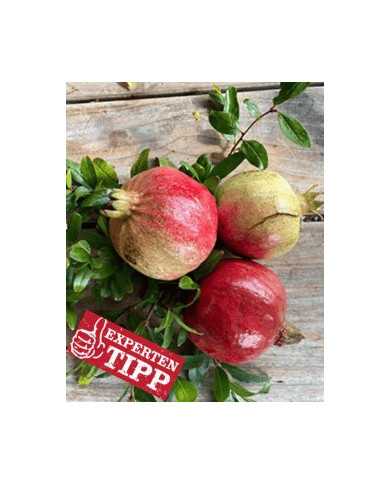 biogranatapfel-petrovac