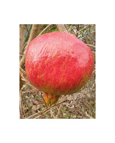 Bio Granatapfel - Petrovac, Podgorica