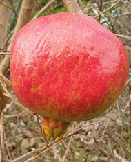 Bio Granatapfel - Petrovac, Podgorica