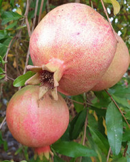 Bio Granatapfel - Russian Turk Bio Granatapfel - Russian Turk