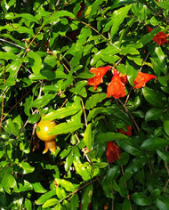 Bio Granatapfel - Russian Turk Bio Granatapfel - Russian Turk