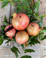 Bio Granatapfel - Russian Turk Bio Granatapfel - Russian Turk