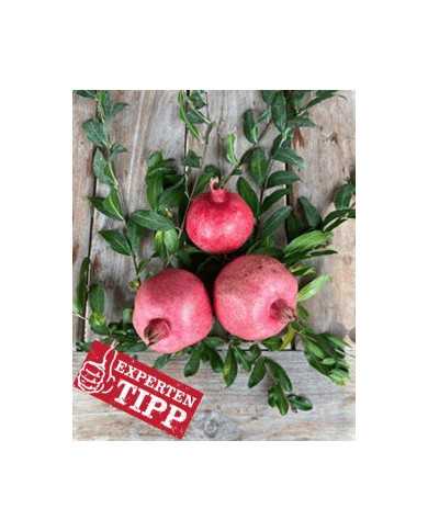 biogranatapfel-sirenevyi