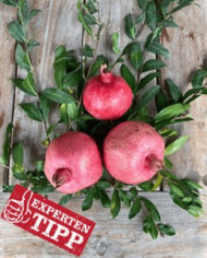 biogranatapfel-sirenevyi