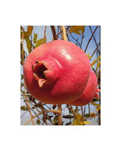 Bio Granatapfel - Sirenevyi