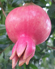 Bio Granatapfel - Sirenevyi