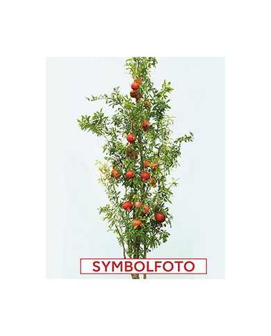 biogranatapfelbiogranatapfelsortensammlunginxlarge