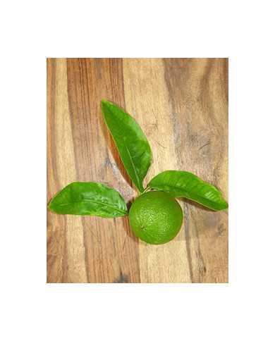 Bio Zitrus Bergamotte (**) Bio Zitrus Bergamotte (**)