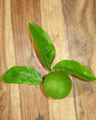 Bio Zitrus Bergamotte (**) Bio Zitrus Bergamotte (**)