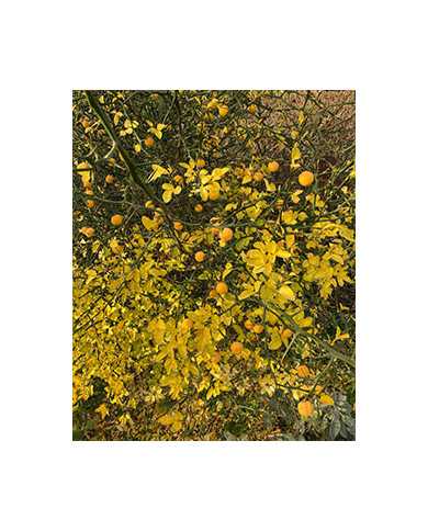 Bio Zitrus Dreiblättrige Orange, Bitterorange, Poncirus trifoliata