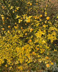 Bio Zitrus Dreiblättrige Orange, Bitterorange, Poncirus trifoliata