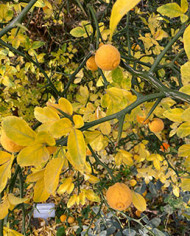 Bio Zitrus Dreiblättrige Orange, Bitterorange, Poncirus trifoliata