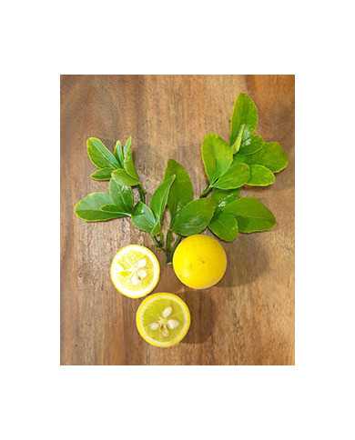 Bio Zitrus Dreiblättrige Orange, Bitterorange, Poncirus trifoliata