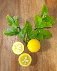 Bio Zitrus Dreiblättrige Orange, Bitterorange, Poncirus trifoliata