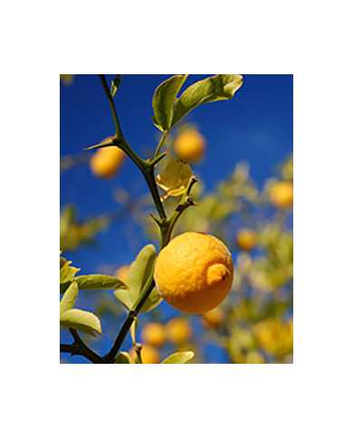 Bio Zitrus Dreiblättrige Orange, Bitterorange, Poncirus trifoliata