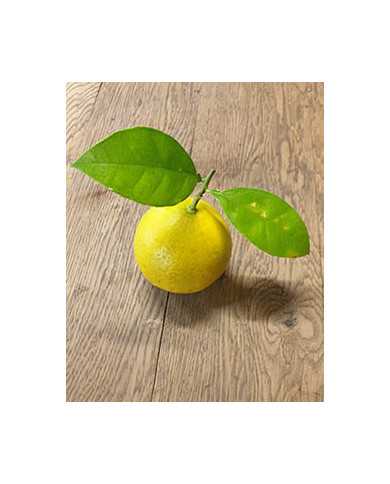 Bio Zitrus Grapefruit 'Grusevidnyj' (*)