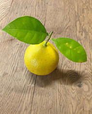 Bio Zitrus Grapefruit 'Grusevidnyj' (*)