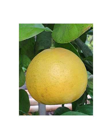 Bio Zitrus Grapefruit 'Grusevidnyj' (*)
